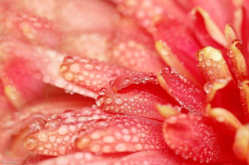 природа, цветы, макро В цветке... фото превью