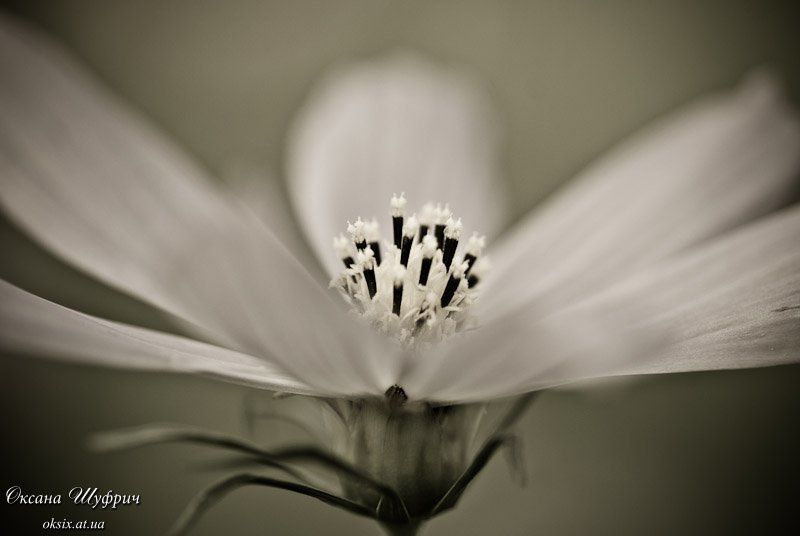 Ностальжиphoto preview