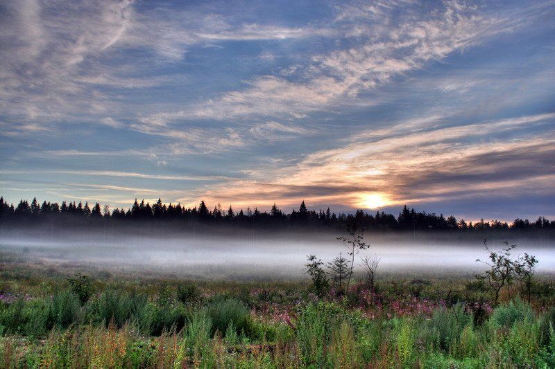 туман, утро photo preview