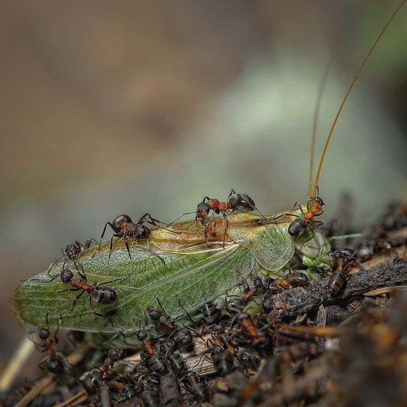 макро, муравей, кузнечик, романов сезон заготовокphoto preview