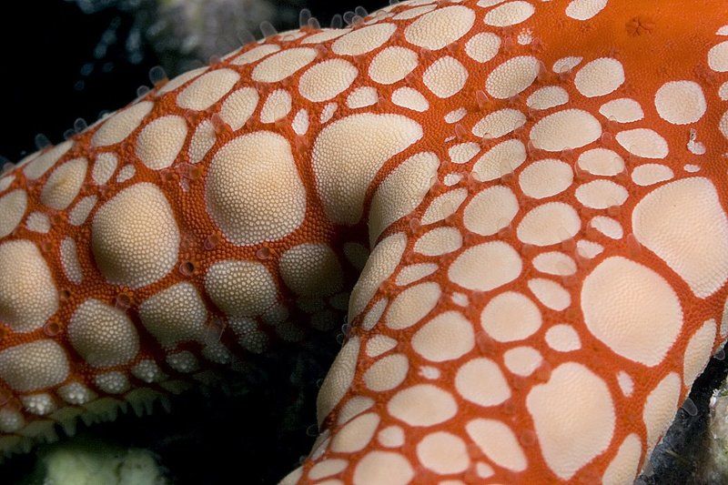 Натураphoto preview