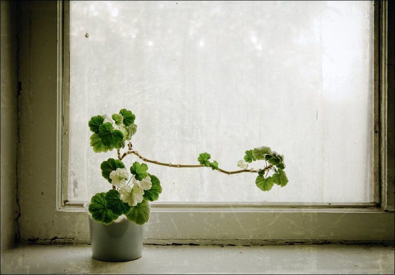 Натюрморт с цветкомphoto preview