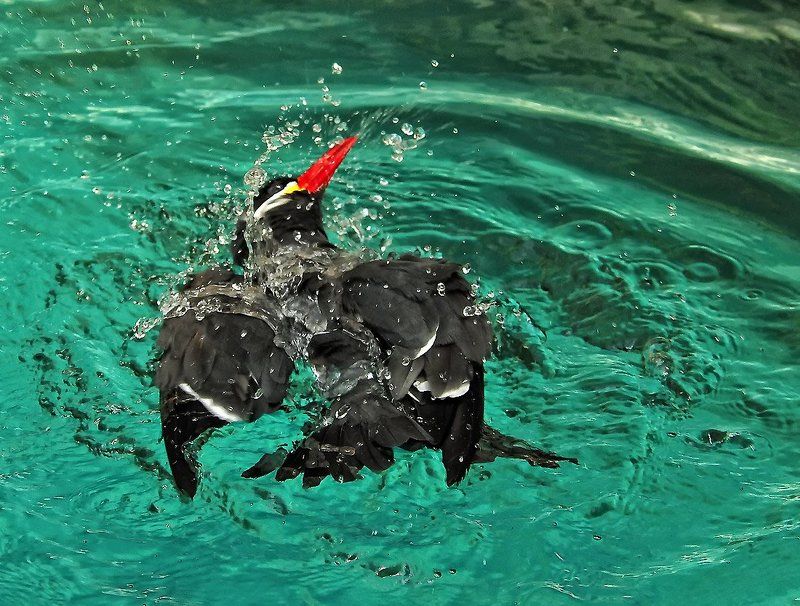 птицы Кайф!!!photo preview