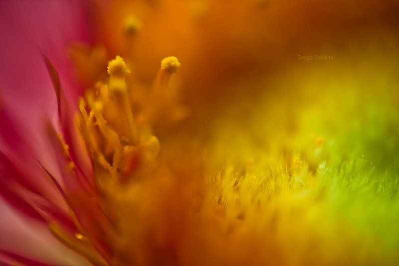 макро, цветы Wonderlandphoto preview