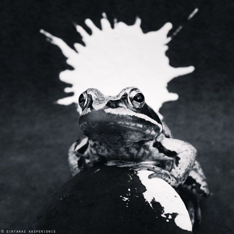 frog, crown, paint Monarchphoto preview