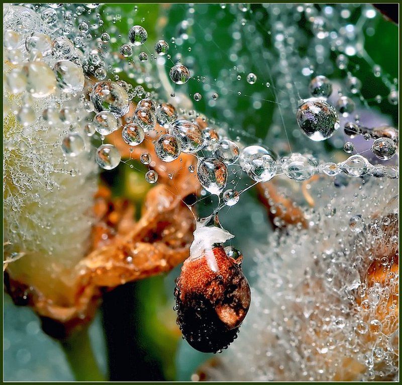 макро,вода,капли, Подвеска.photo preview