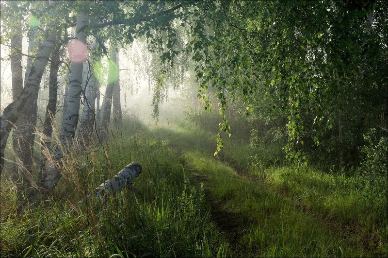 Сквозь туман и паутину к солнечным зайчикамphoto preview