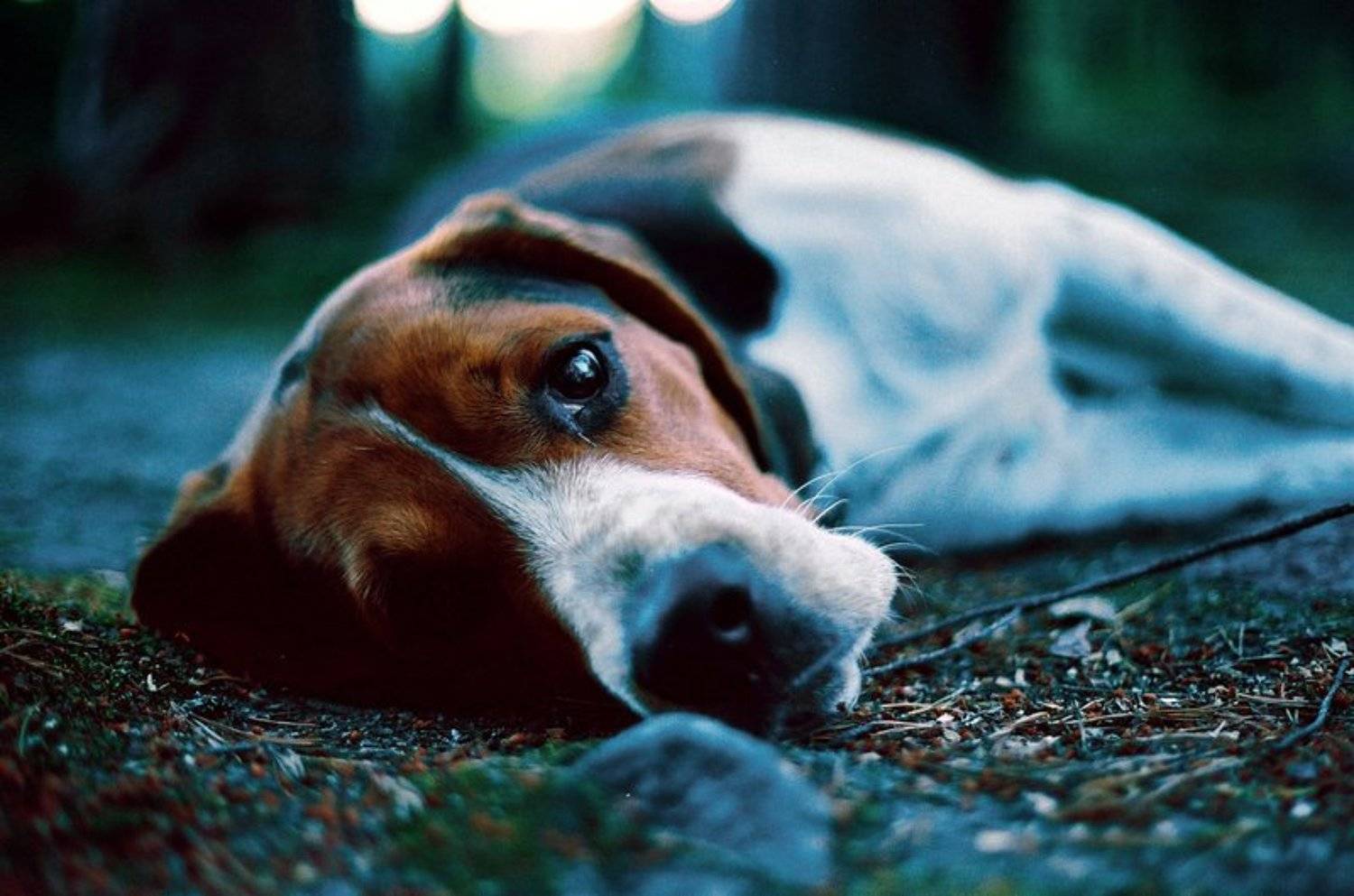 бигль Филл. Автор: Андрей Медведев бигль, пес, Андрей Медведев