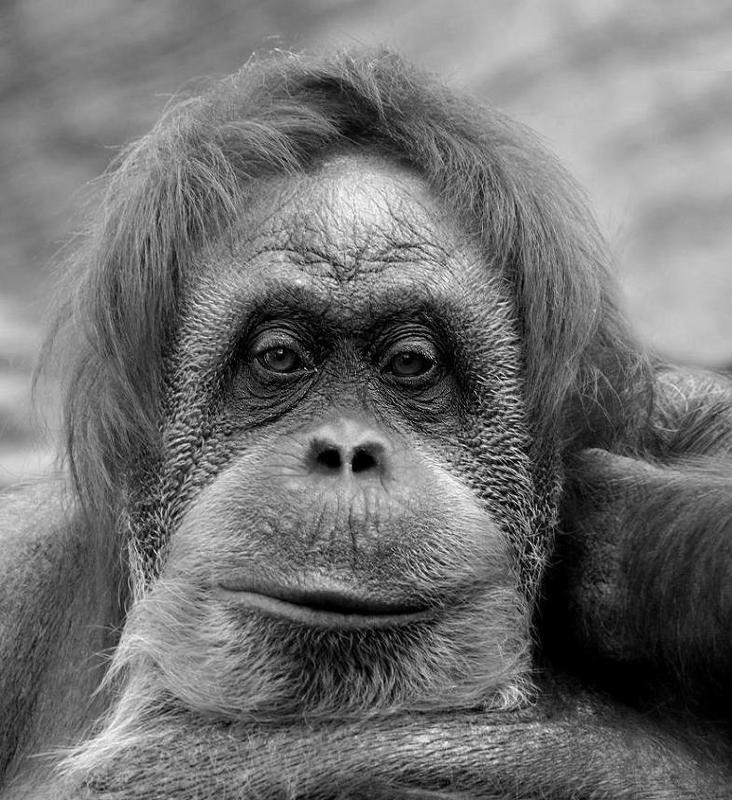 зоопарк, приматы, орангутанг А ВЫ ВСЕ МЕЛЬТЕШИТЕphoto preview