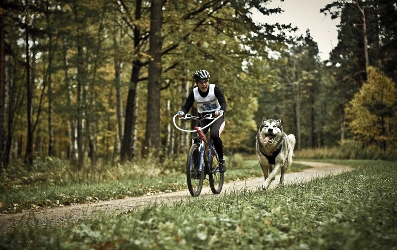 Соревнования по Ездовому спортуphoto preview