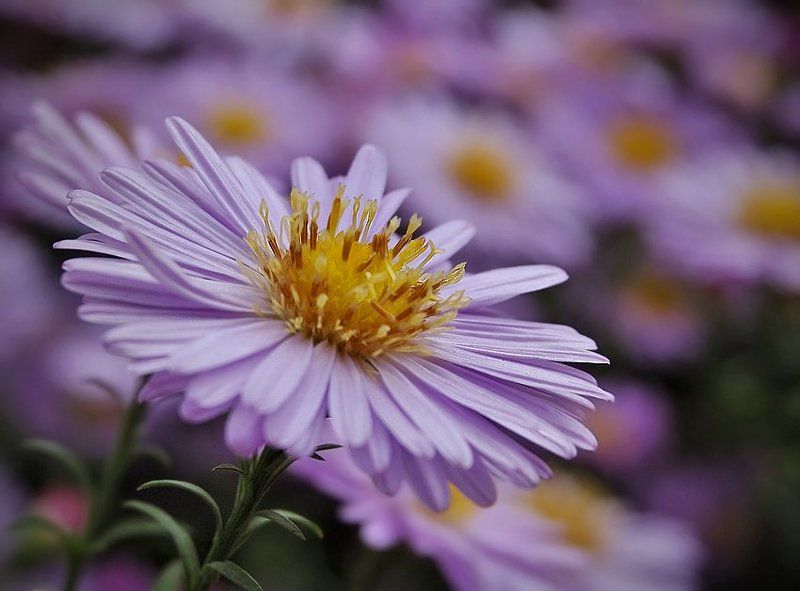 макро, цветы *photo preview