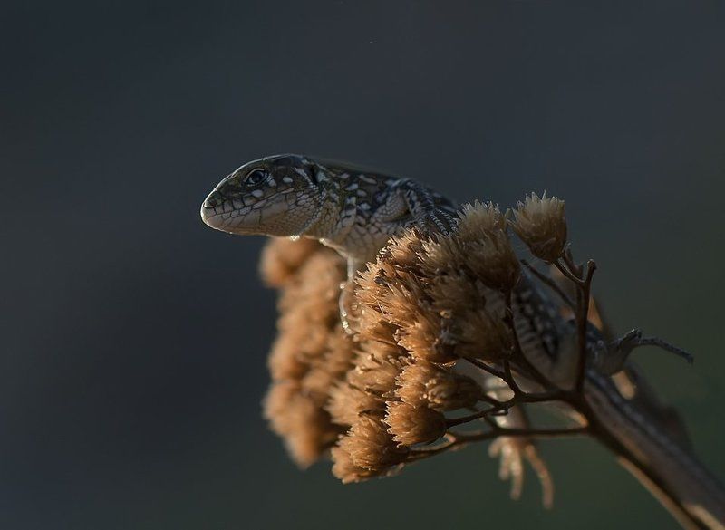 ящерица Ящерица прыткая,обыкновенная...photo preview