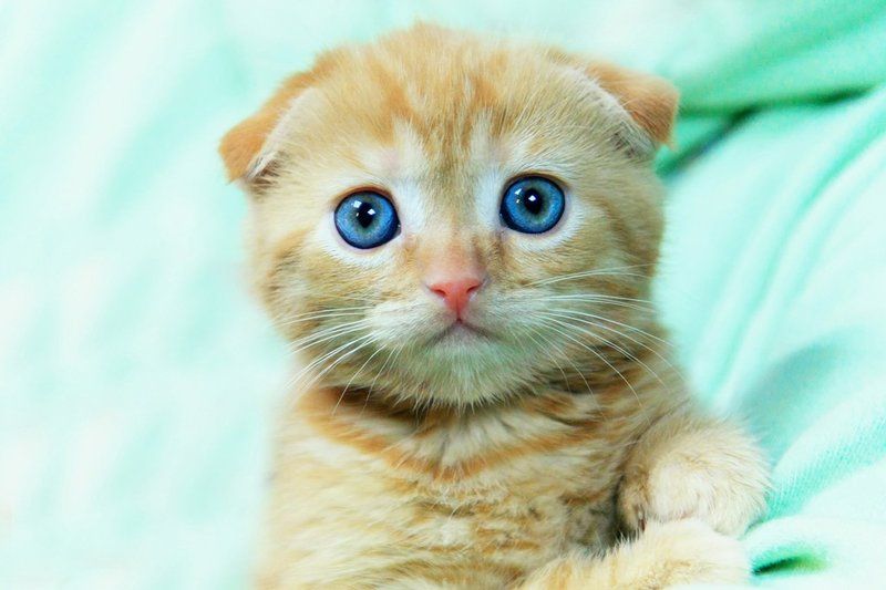 кошки, кот, котенок, кошка Глазенки :)photo preview