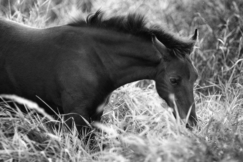 Суздаль.photo preview