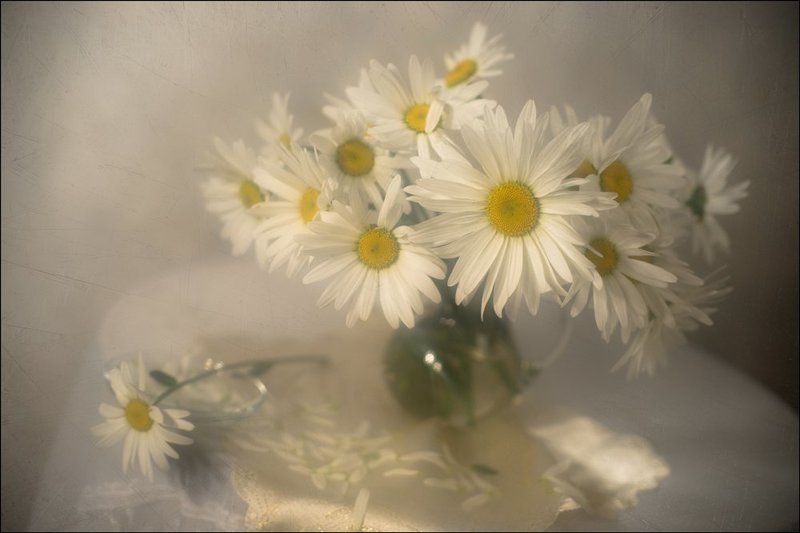 Про ромашки...photo preview