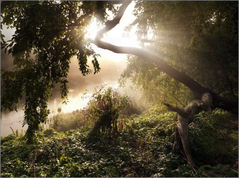 Свет туманного утраphoto preview