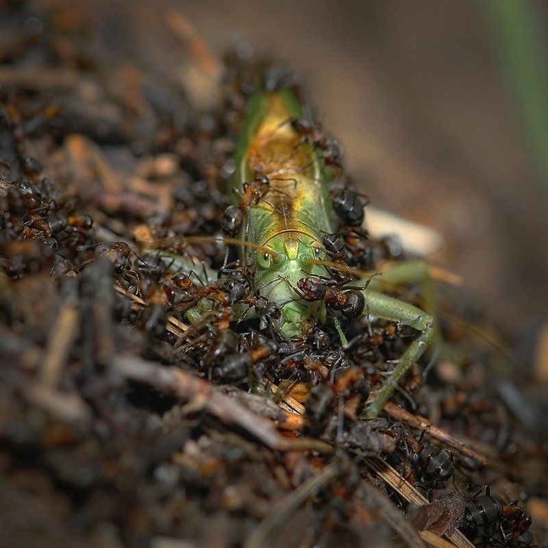макро, романов ПОПАдаловоphoto preview