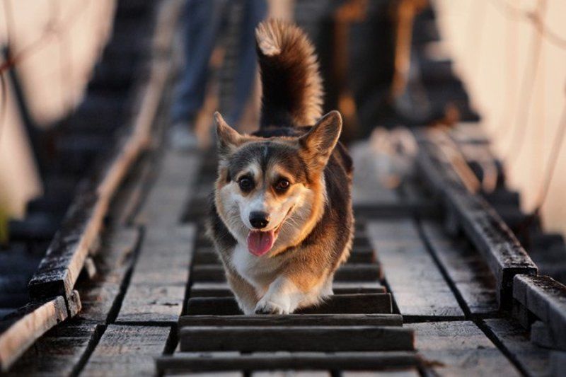 собака, вельш, корги, пемброк ...photo preview