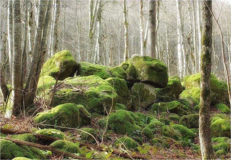 Память Землиphoto preview