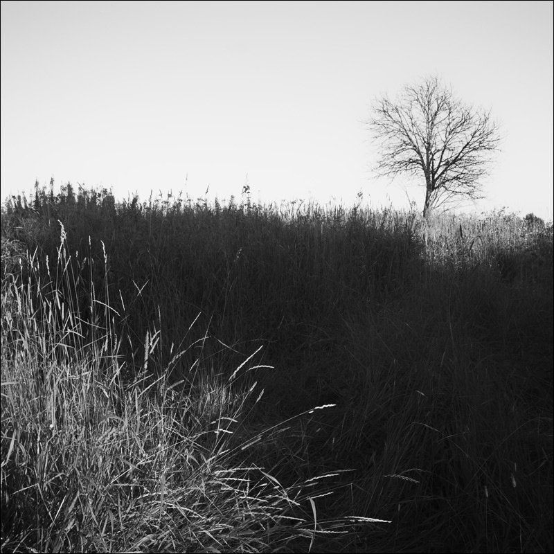 Трава и дерево на месте Воскресенья летним вечеромphoto preview