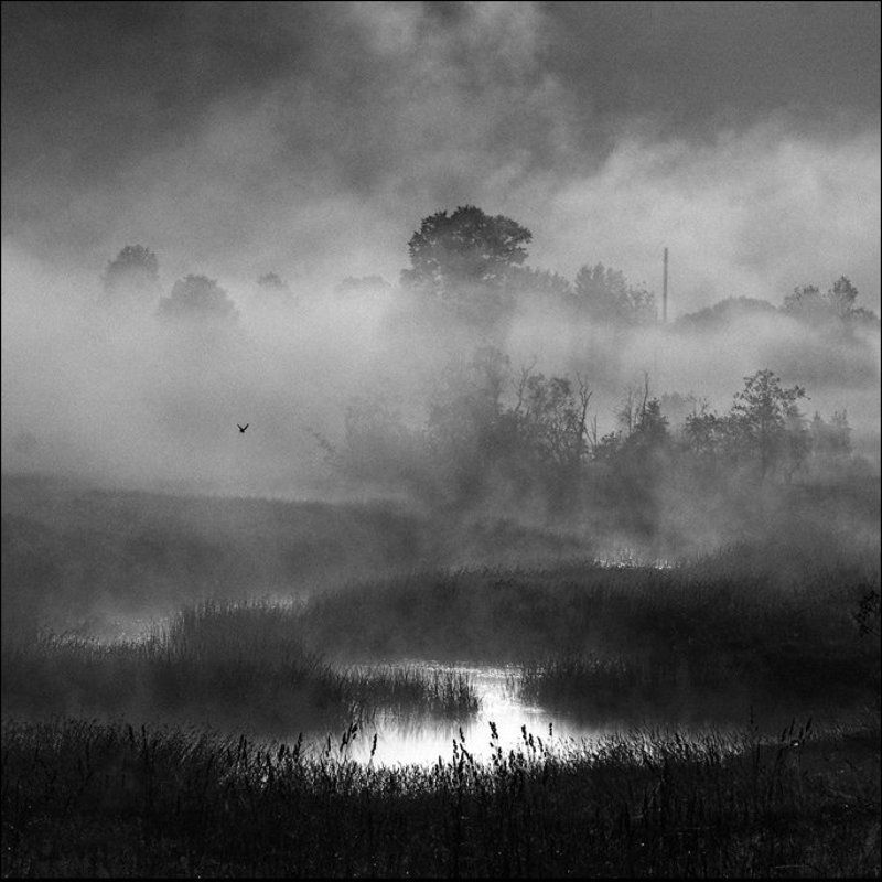 Птица летает над Логовежью у Марьино летним утромphoto preview