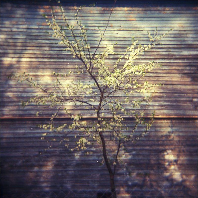 Вишня цветет у барака в Озерках весной в маеphoto preview