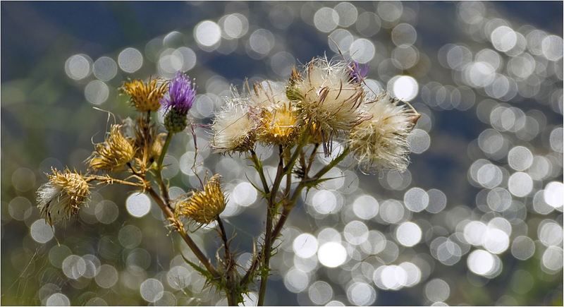 природа Осенний...свадебный  наряд....photo preview