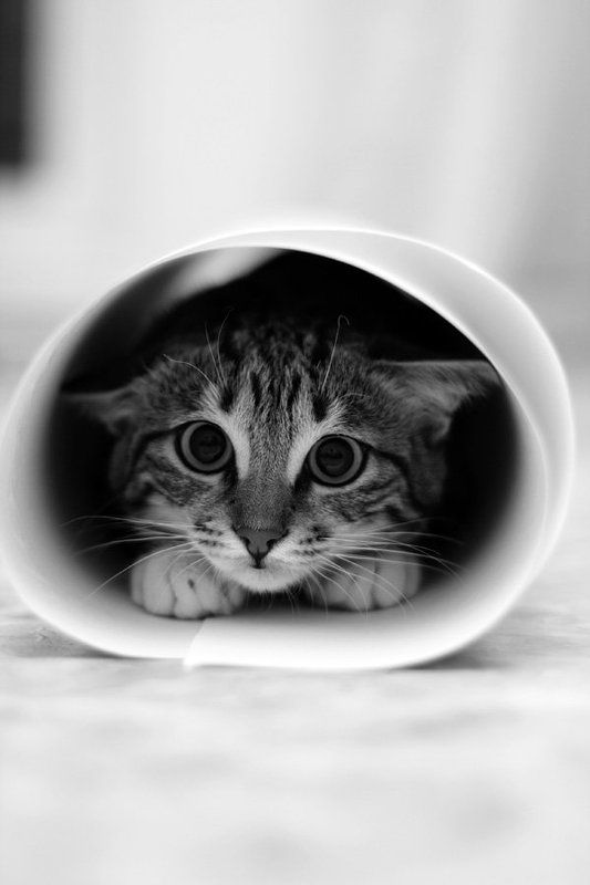 О том, как Киса помогала рисовать газету :)photo preview