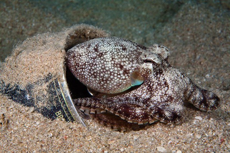 осьминог, пиво, банка, красное море, хургада, подводная съемка минздрав предупреждает фото превью