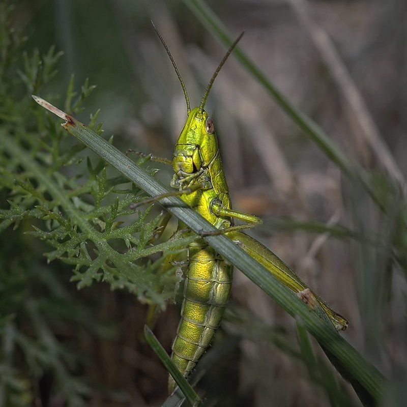 Б А К С И Кphoto preview