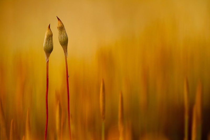 мох, оранжевый Двоеphoto preview