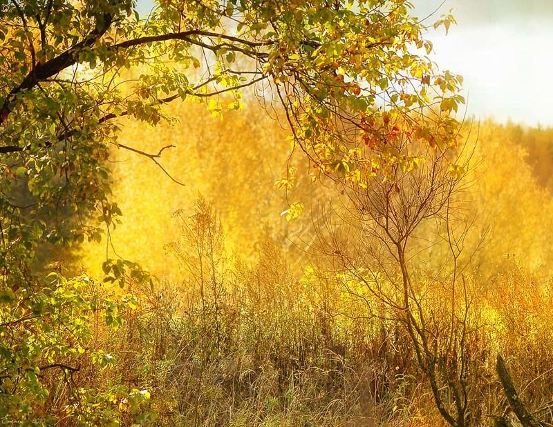осень, природа Осень Золотая. фото превью