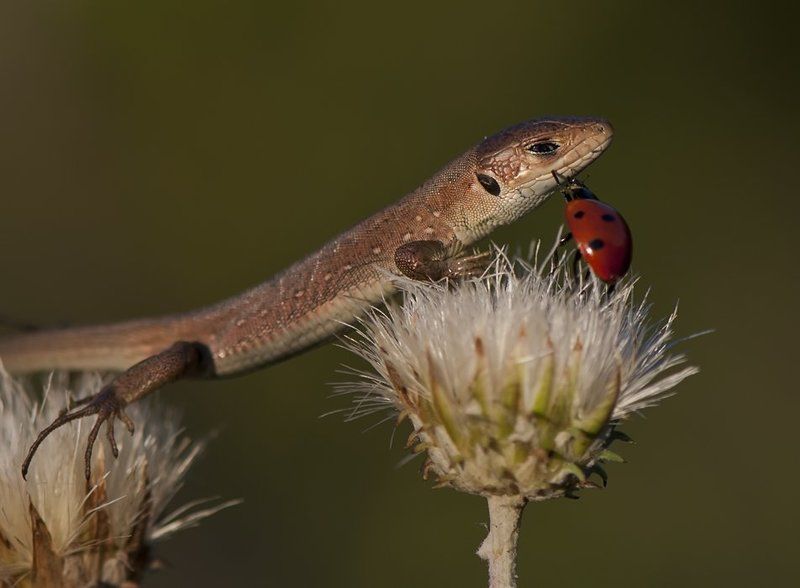 ящерица,божья коровка Миленький ты мой,возьми меня с собой!!!photo preview