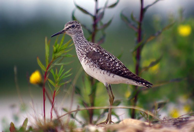 кулик, фифи Фифиphoto preview