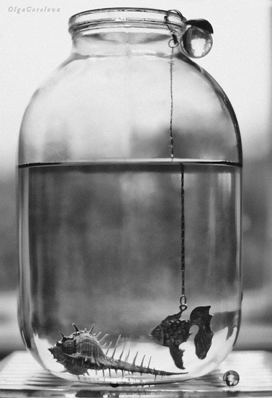 sea, heat, water, glass, silver, fish, фото, стекло, море, рыба, натюрморт mar interior 3 фото превью