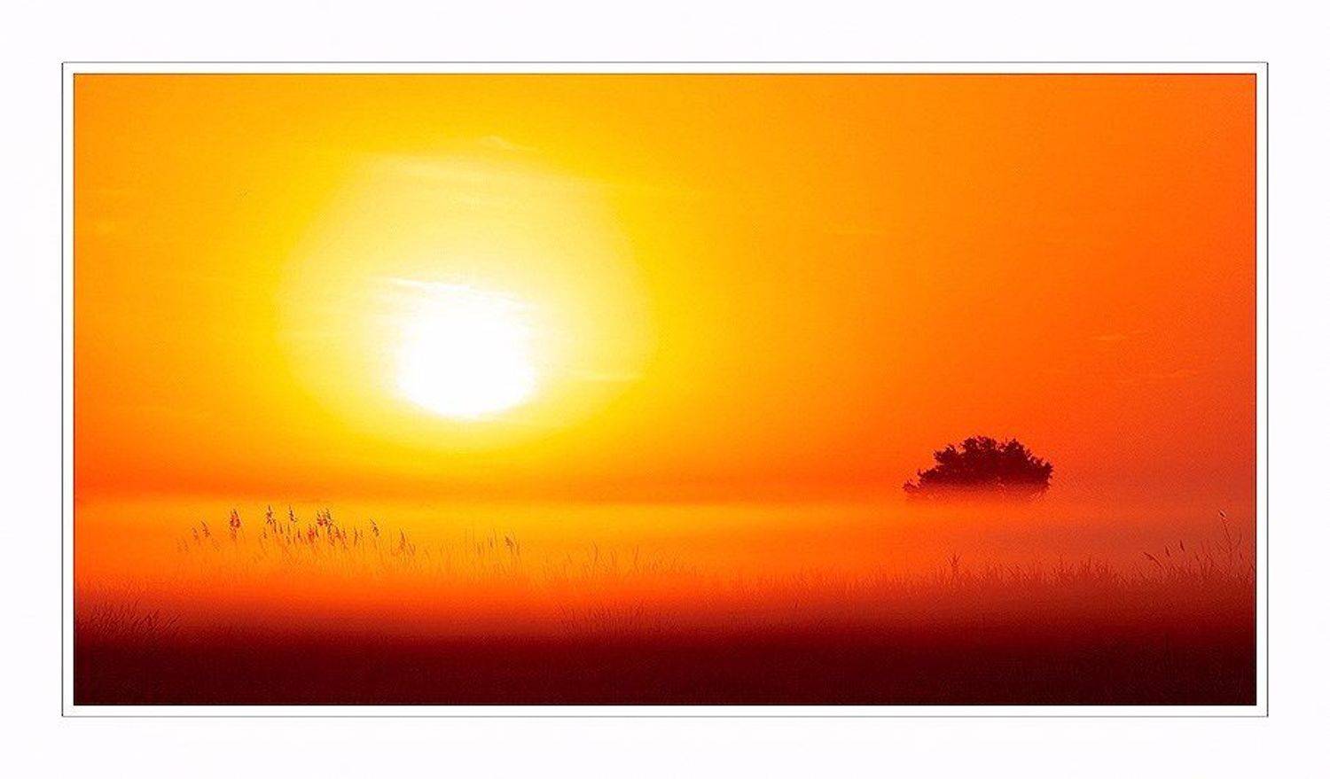 Хайку. Автор: Чебурашка закат,туман,дерево, Чебурашка