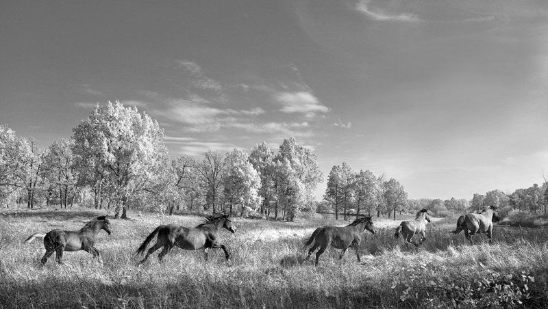 лошади, кони ***photo preview