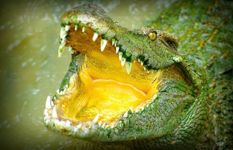 Вьетнамские крокодилыphoto preview