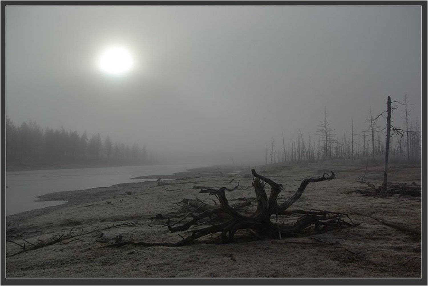 тайга, река, коряга, предзимье, Солодухин Виктор