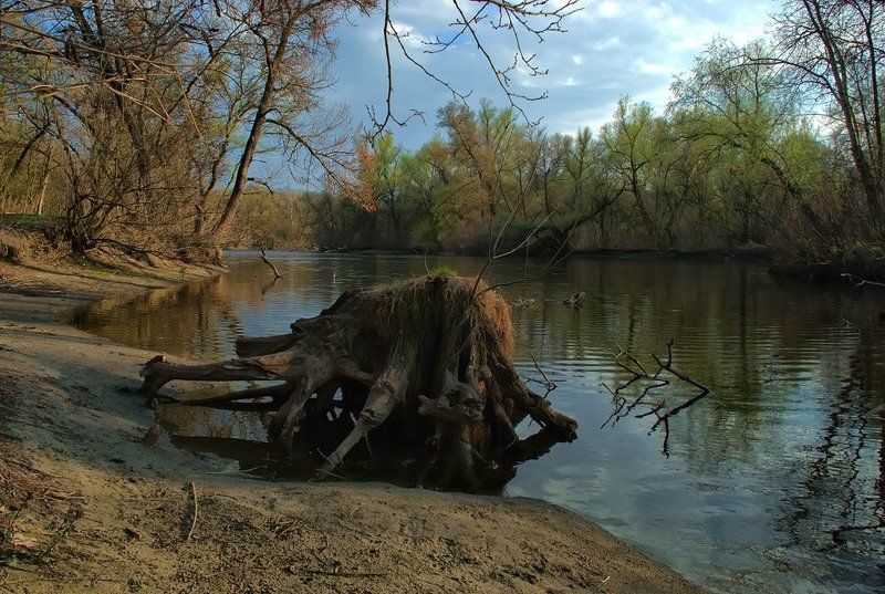 пень Хозяин...photo preview