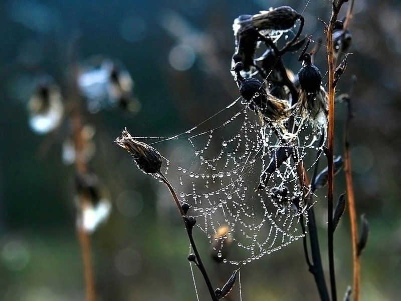 Осенний ноктюрнphoto preview