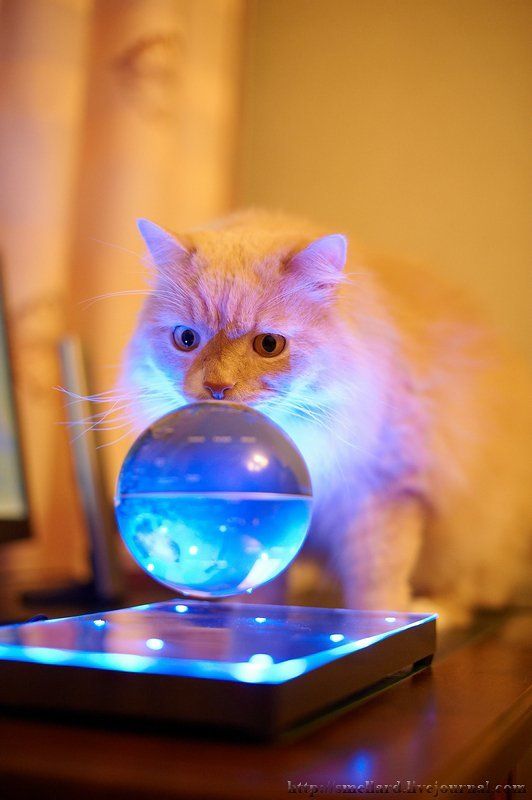 Кот Соломон изучает географию и кушает дынькуphoto preview