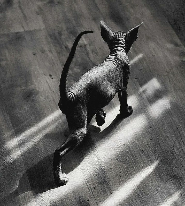 Диагонали ...photo preview