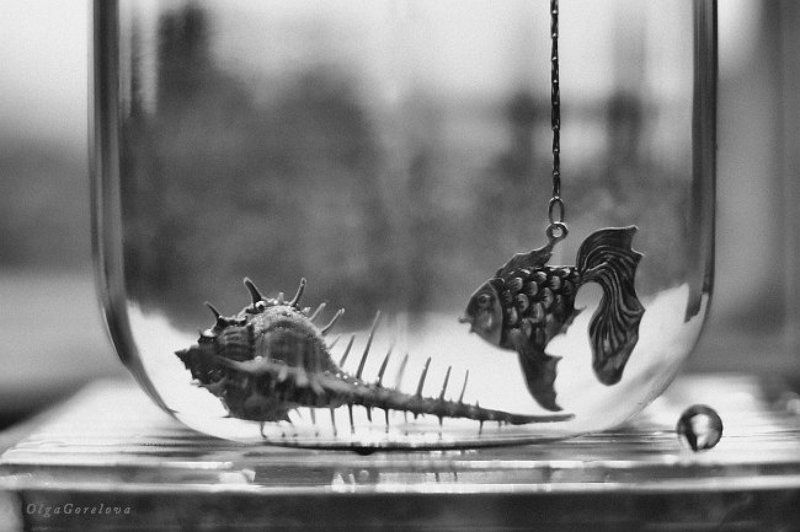 sea, heat, water, glass, silver, fish, фото, стекло, море, рыба, натюрморт mar interior 4 фото превью