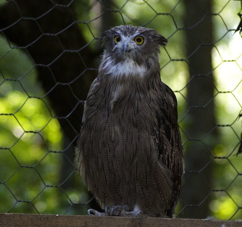 Соколиный центрphoto preview