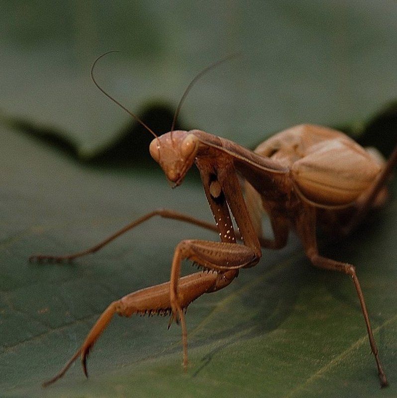 богомол Вечерело, Богомол вышел на охоту...photo preview