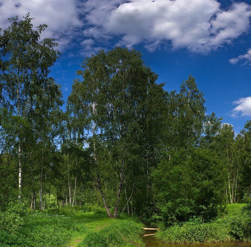 пейзаж, лето, берёзки, лосиный, остров летний пейзаж #..., в парке Лосиный островphoto preview