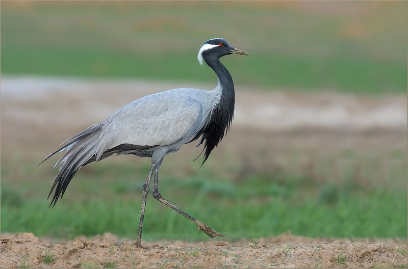 птицы, природа,  anthropoides virgo, журавль-красавка, весна, апрель, 2016, саратовская область Журавль-красавкаphoto preview