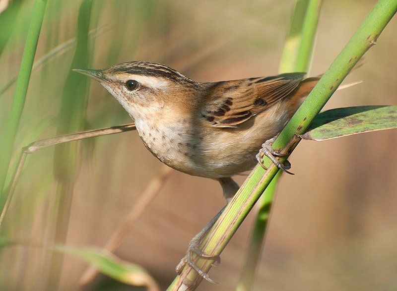 Камышовка барсучокphoto preview