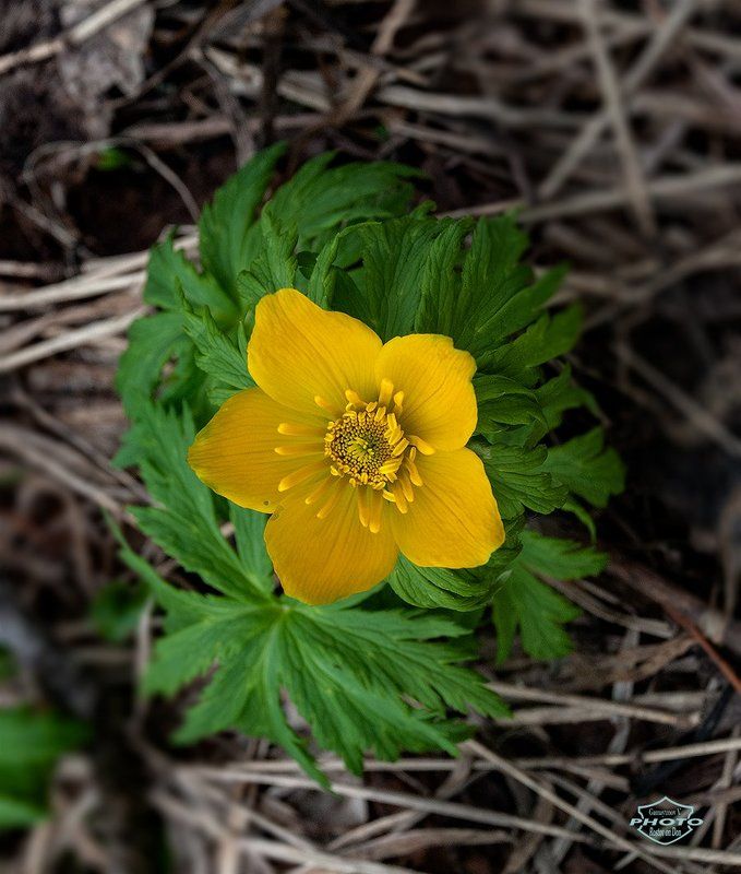 Вестник весны в горах Кавказаphoto preview